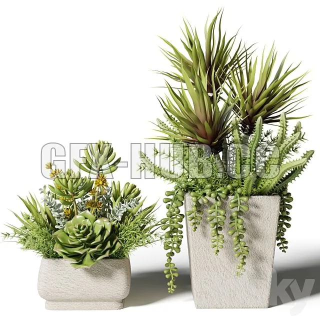 FURNITURE 3D MODELS – Bouquets of Succulents in Square Pots