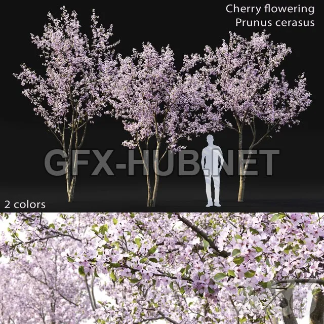 FURNITURE 3D MODELS – Cherry-tree Flowering 03