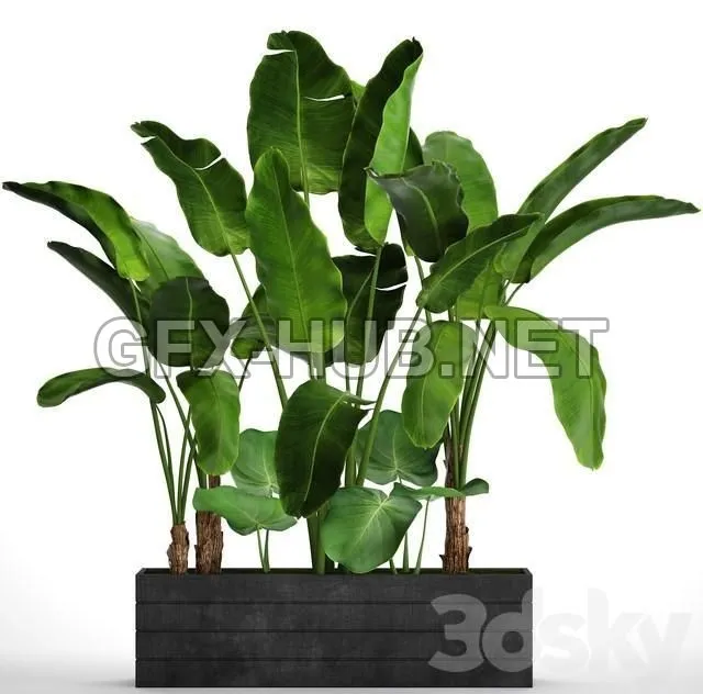 FURNITURE 3D MODELS – Collection of plants 73. Tropical plants