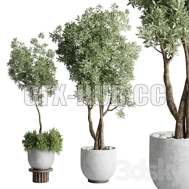 FURNITURE 3D MODELS – Collection Outdoor Indoor Plant 52