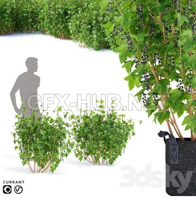FURNITURE 3D MODELS – Currant bushes