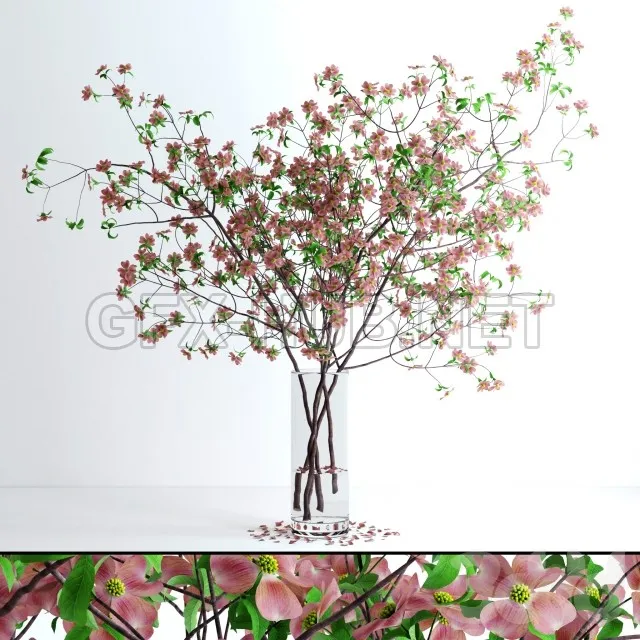 FURNITURE 3D MODELS – Glass vase with very realistic dogwood pink blossom branches