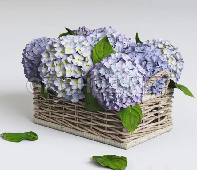 FURNITURE 3D MODELS – Hydrangea in basket