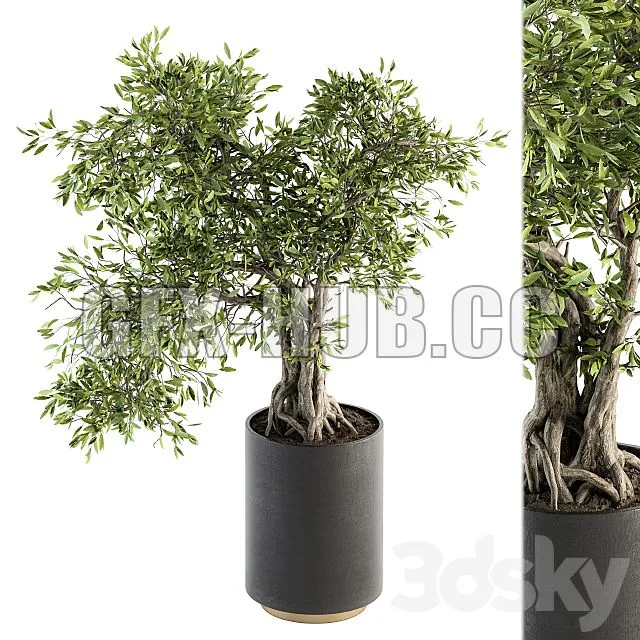 FURNITURE 3D MODELS – Indoor Plant Set 207 Big Bonsai in Pot