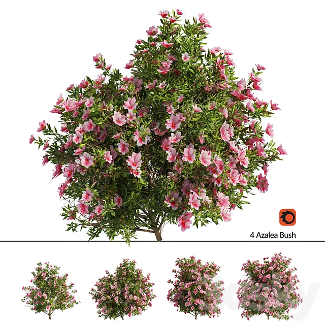 4 spring Azalea Flower Bush 3ds Max