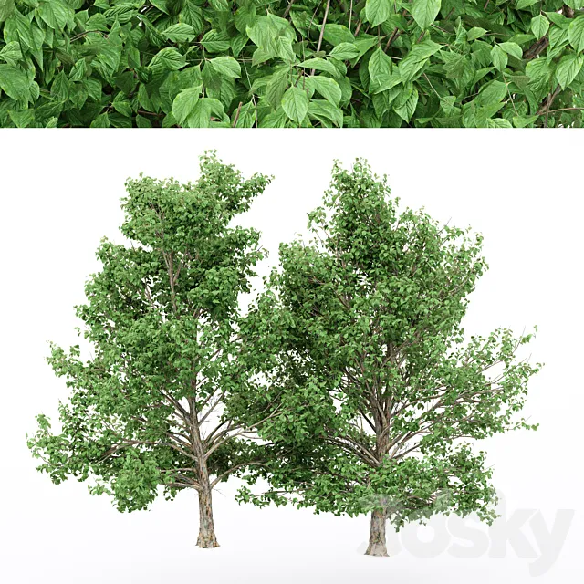 4diffrent tree Korean Stewartia 3ds Max