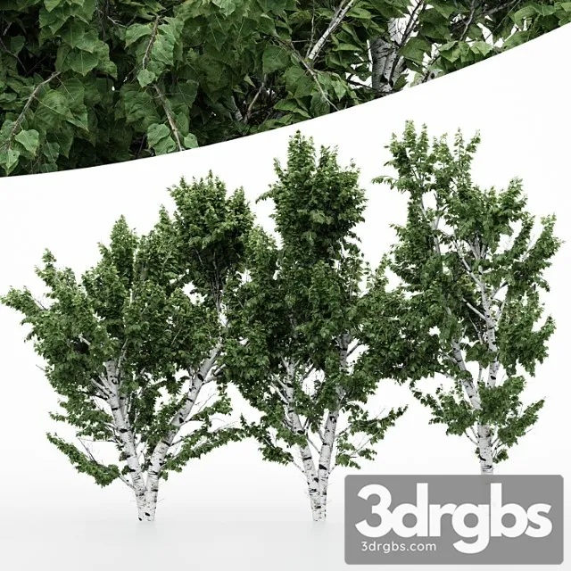 5 Diffrent Tree White Birch 3dsmax Download