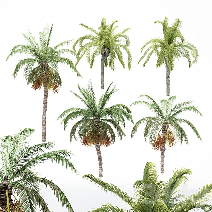 5diffrent tree-Date Palm-Queen Palm 3DS Max