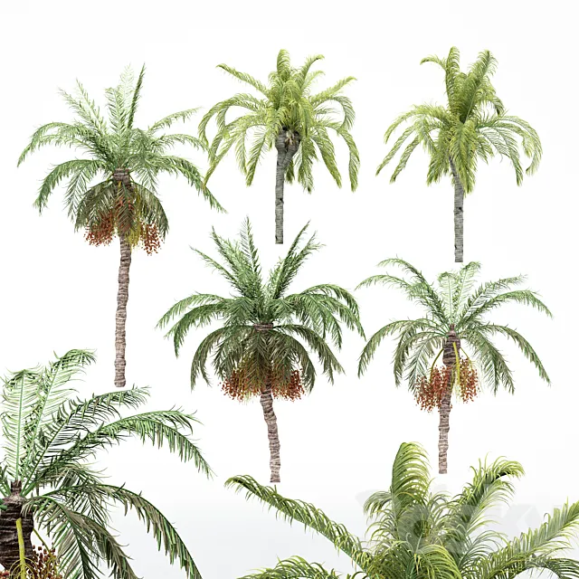 5diffrent tree-Date Palm-Queen Palm 3DSMax File