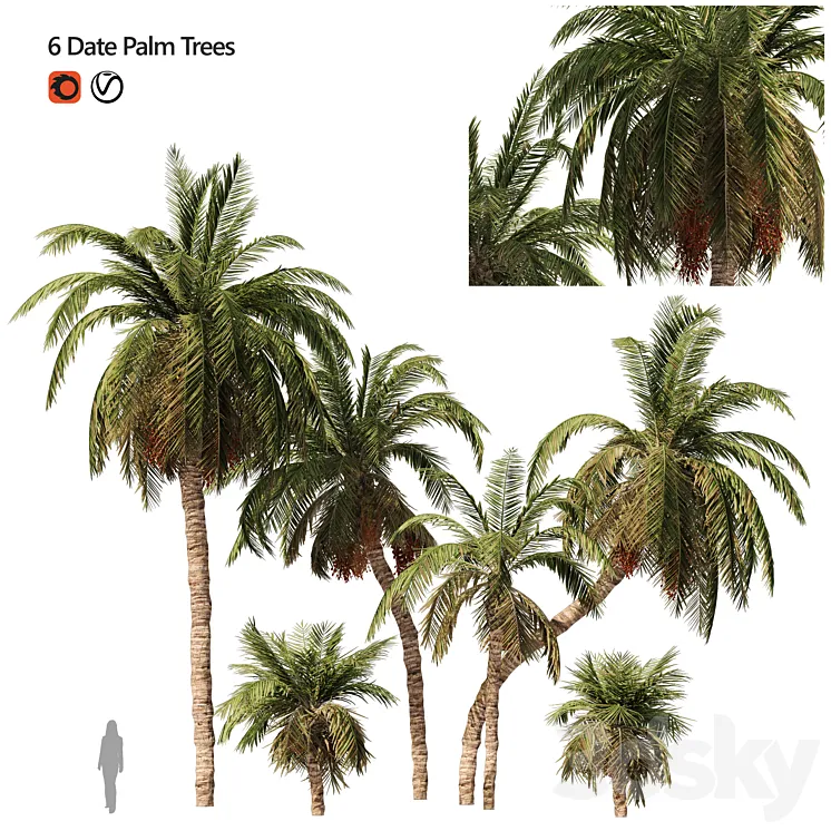 6 Arbian Date Palm Trees 3DS Max