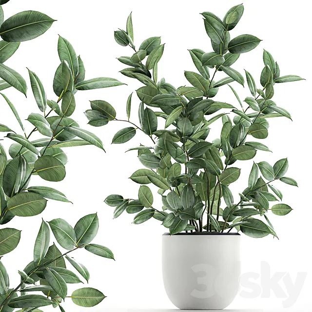 A beautiful indoor bush of a lush tree in a white pot Ficus elastica robusta. Set 649. 3ds Max