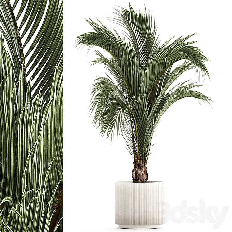 A beautiful indoor palm tree in a modern Areca pot Hovea. 1225 3DS Max Model