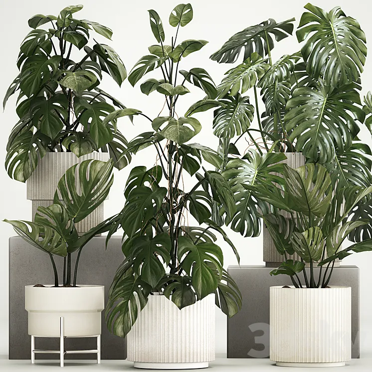 A beautiful interior potted plant is a decorative monstera bush. Set of plants 1213 3DS Max