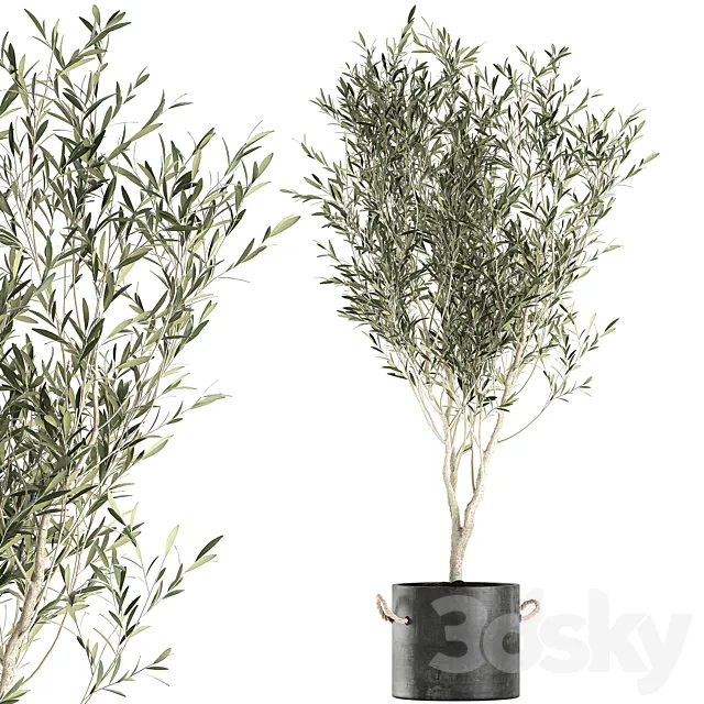 A beautiful little decorative olive tree in a black pot with handles. Set 647. 3DS Max Model