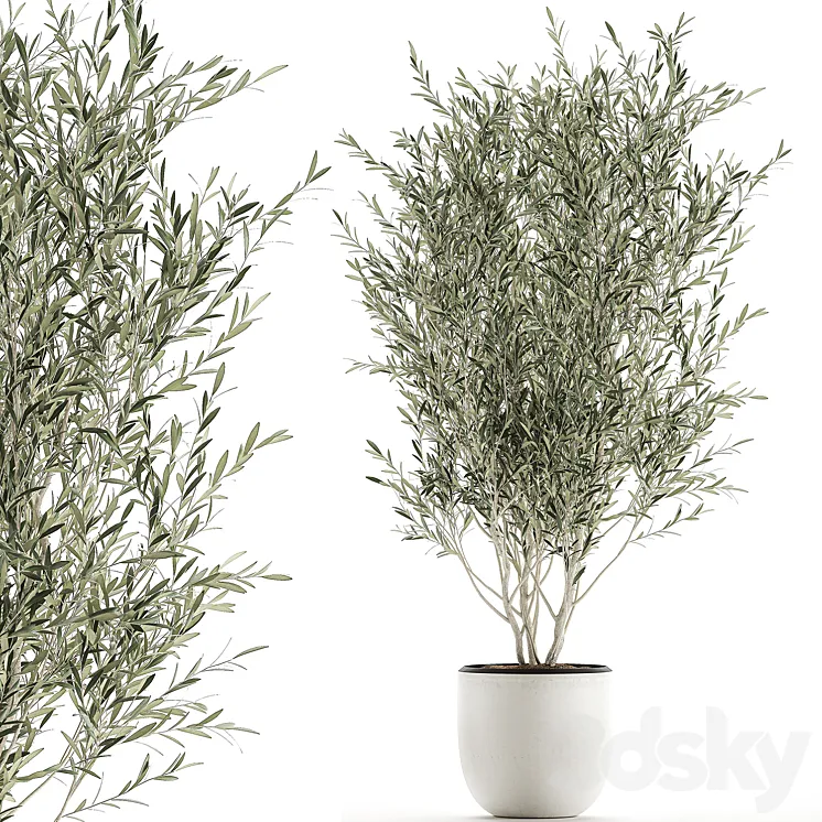 A beautiful little decorative olive tree in a white pot with handles. Set 645. 3DS Max