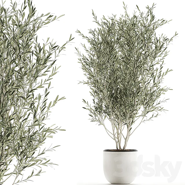 A beautiful little decorative olive tree in a white pot with handles. Set 645. 3DSMax File