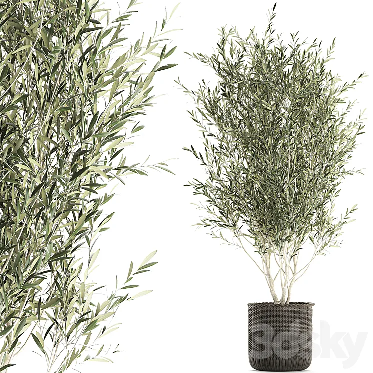 A beautiful little decorative olive tree in a wicker basket. Set 651. 3DS Max