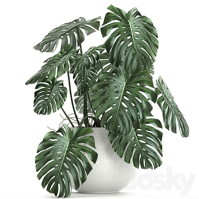 A beautiful little exotic flower in a white round pot with a Monstera bush. Set 661. 3ds Max