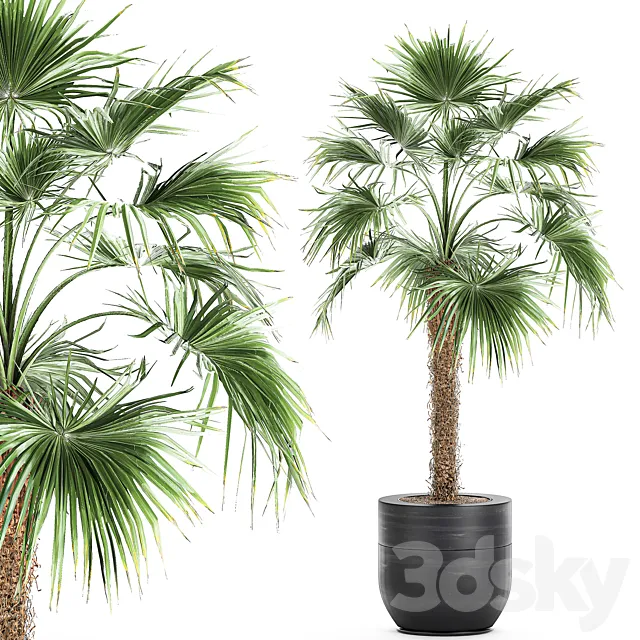 A beautiful little lush indoor fan palm in a black flower pot. Set 714. 3ds Max