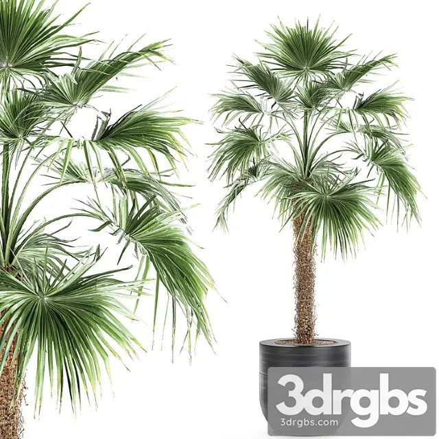 A beautiful little lush indoor fan palm in a black flower pot. set 714.