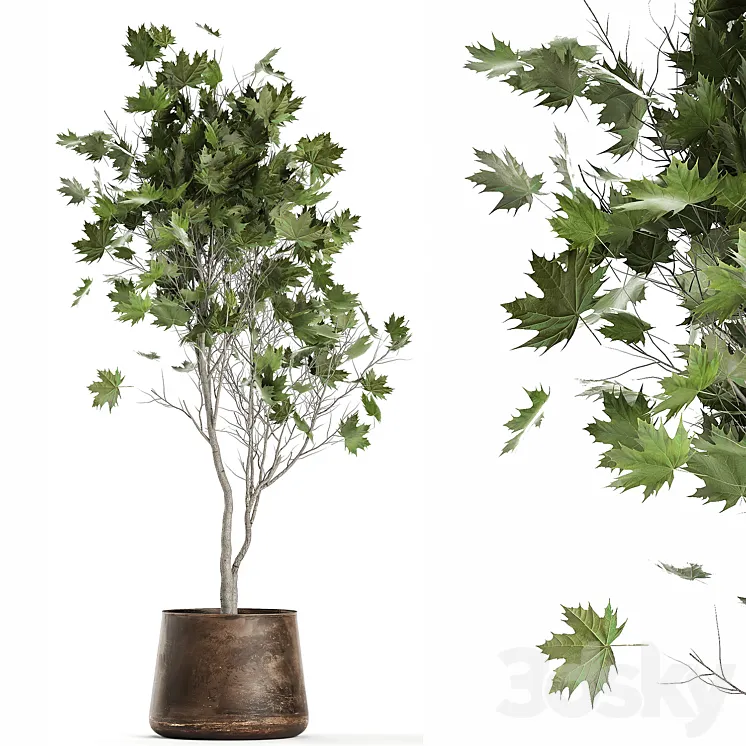 A beautiful little tree in a metal outdoor pot maple sycamore. 1045 3DS Max