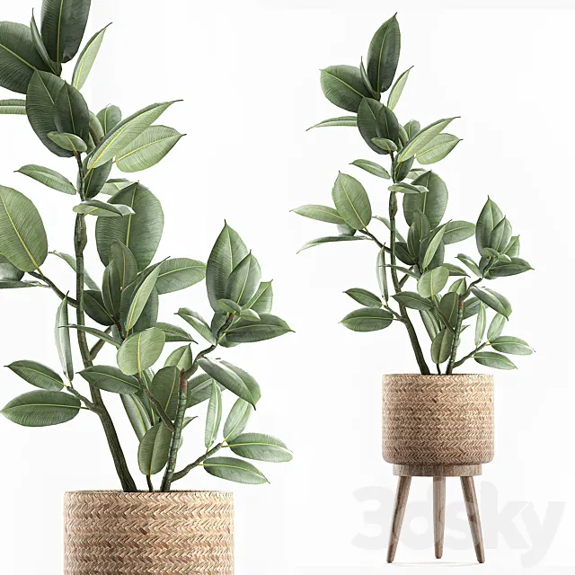 A beautiful little tree indoor ficus elastic in a basket rattan on legs. Set 607. 3DS Max Model