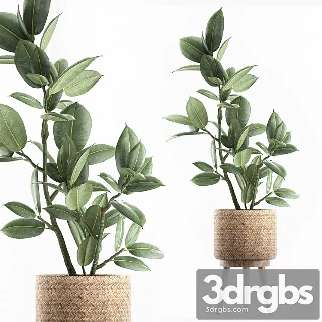 A beautiful little tree indoor ficus elastic in a basket rattan on legs. set 607.