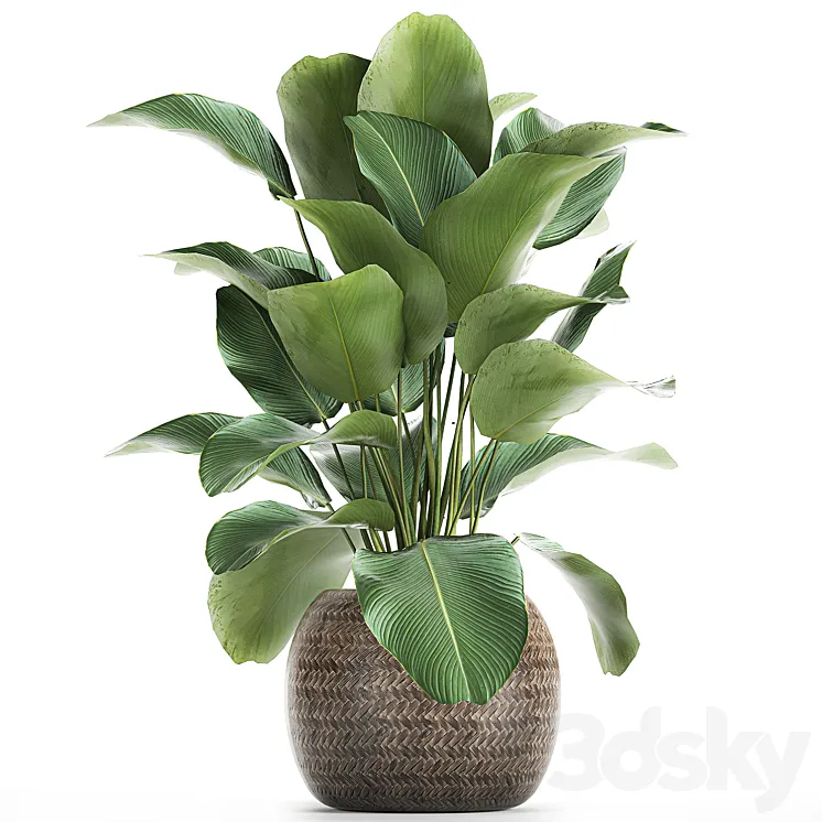 A beautiful lush bush of an exotic plant in a round basket of Kalatea lutea. 753. 3DS Max