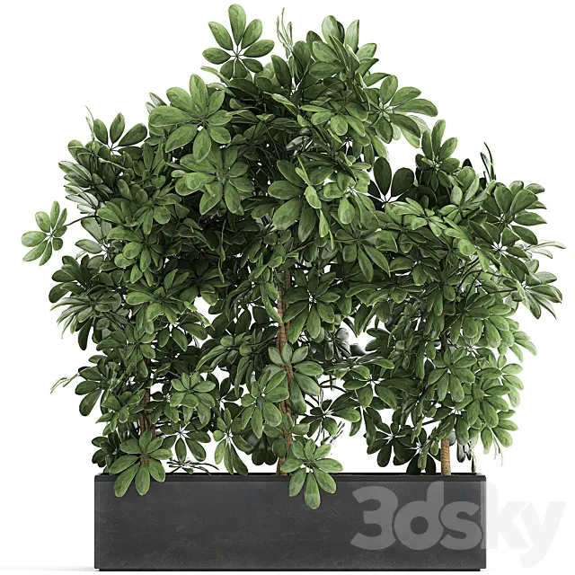 A beautiful lush shrub of an ornamental plant in a black Scheffler pot. Set 762. 3ds Max