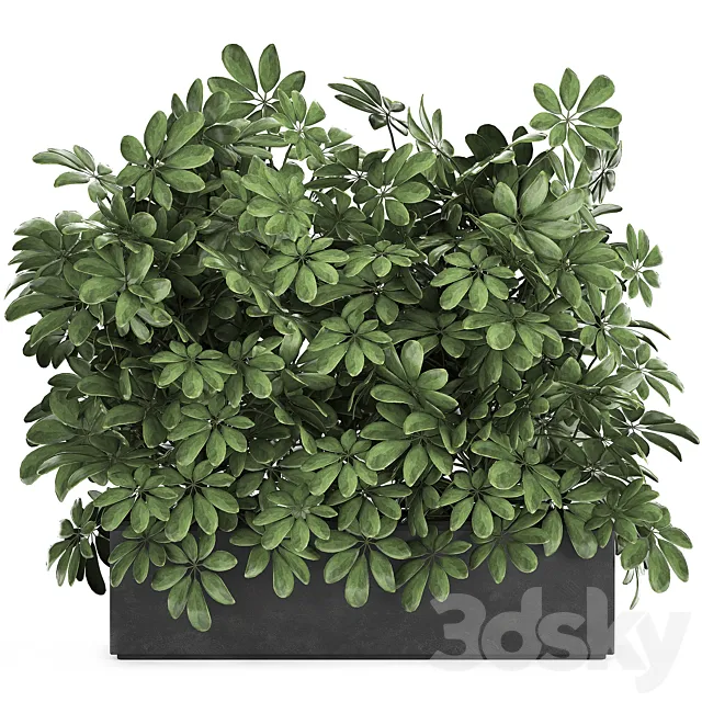 A beautiful lush shrub of an ornamental plant in a black Scheffler pot. Set 767. 3ds Max