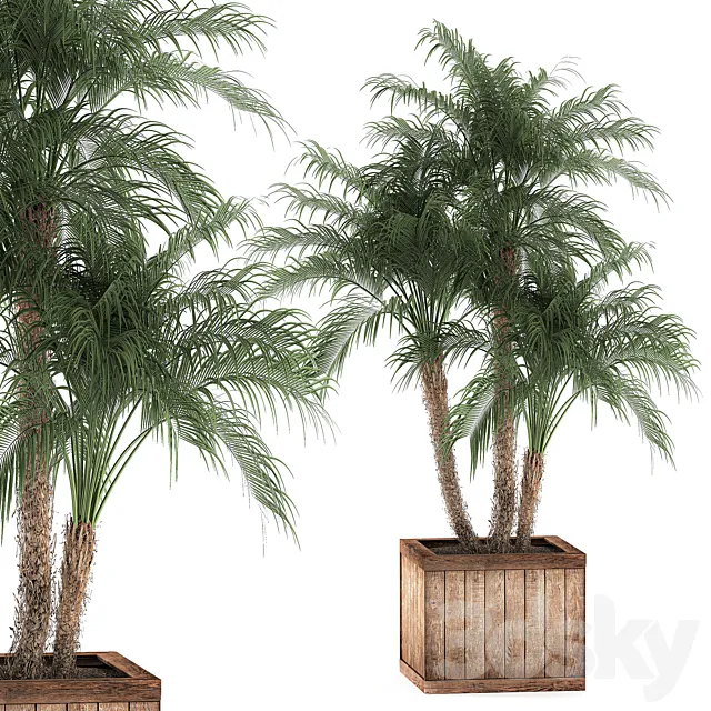 A beautiful lush small decorative palm tree in a box with a Robelin date palm thickets. Set 621. 3DS Max Model