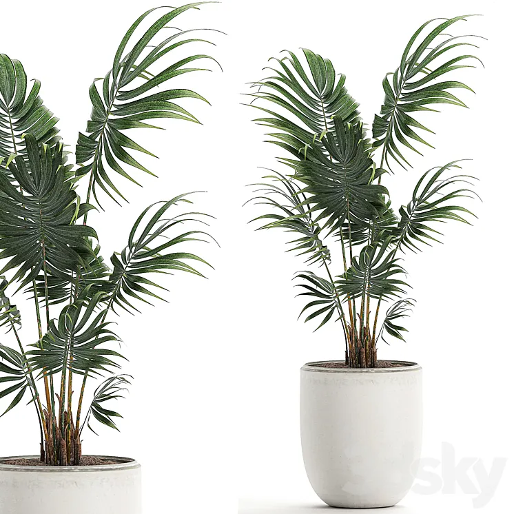 A beautiful small decorative indoor palm tree in a white modern pot with Hovea kentia neanta. Set 519. 3DS Max