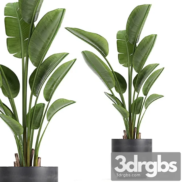 A Beautiful Small Indoor Banana Palm In A Black Flower Pot Strelitzia Set 723 3dsmax Download