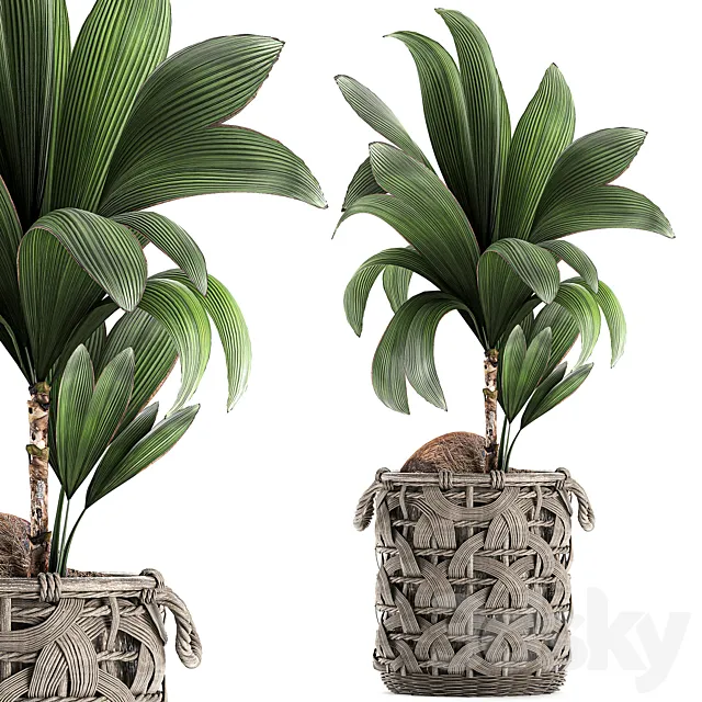 A beautiful small lush decorative coconut palm in a wicker basket Cocos nucifera. Set 663. 3ds Max