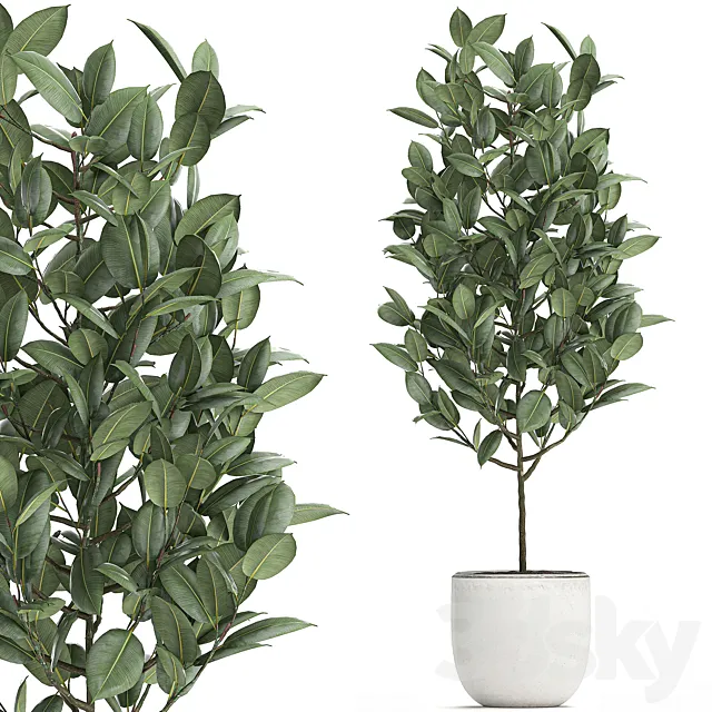 A beautiful small tree indoor ficus elastica in a white pot. Set 611. 3ds Max