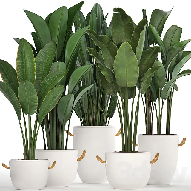 A collection of banana palms in white modern pots with strelitzia ravenala office flowers. Set 435. 3DS Max Model