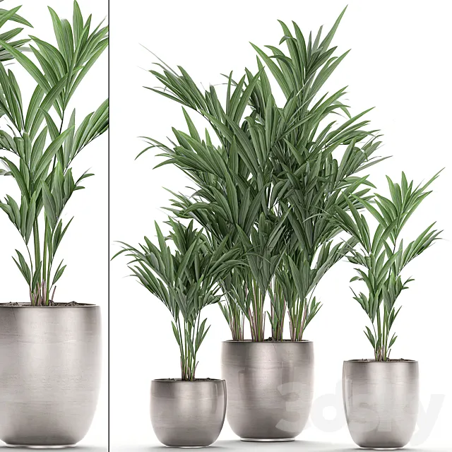 A collection of beautiful decorative palms in stylish pots with Howea forsteriana. Neanta palm. Set 696. 3DSMax File