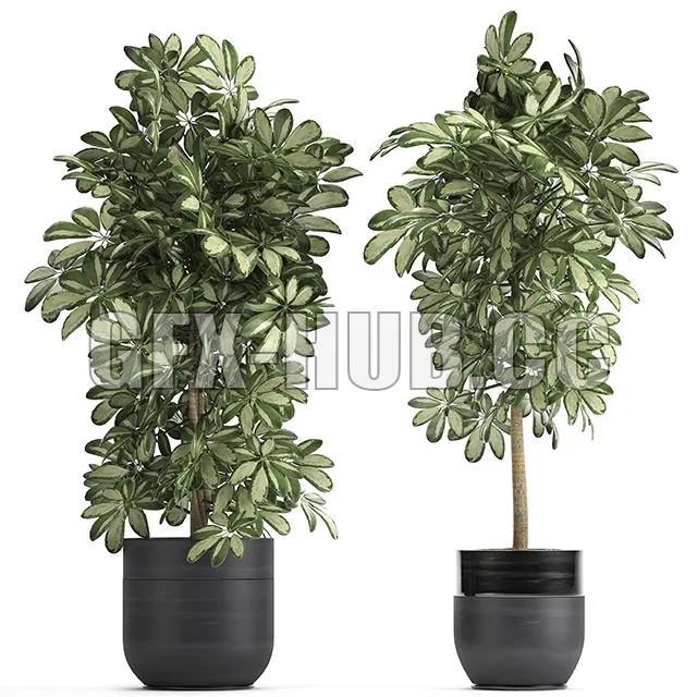 A collection of beautiful little plants in black Scheffler pots 3dsMax Model