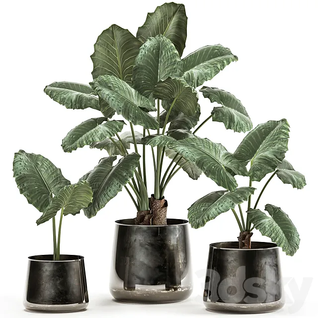 A collection of beautiful lush exotic flowers in black metal pots Alokasia. Set 881 3DS Max Model