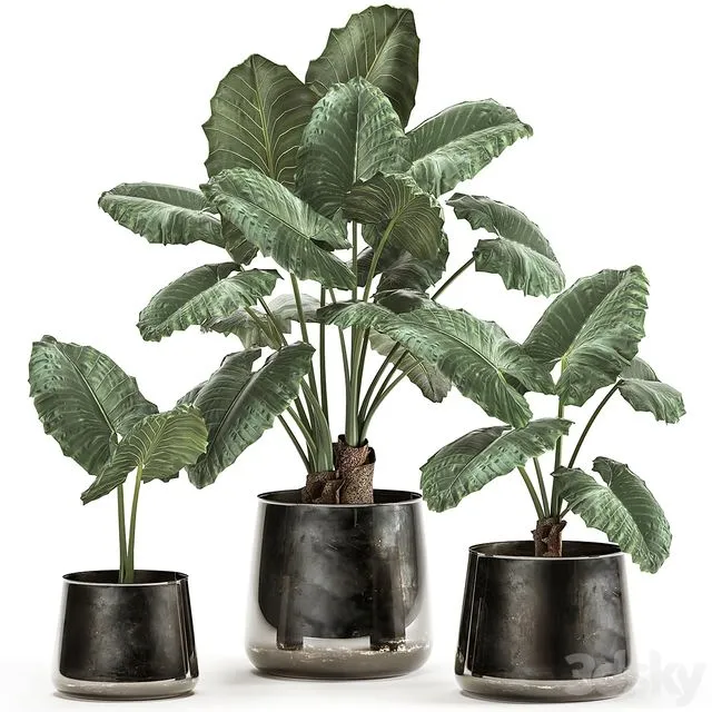 A collection of beautiful lush exotic flowers in black metal pots Alokasia. Set 881 3dsMax Model