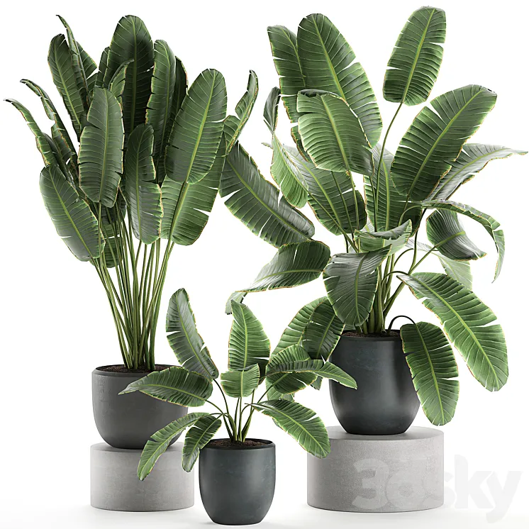 A collection of beautiful lush plants in black pots with strelitzia banana palm ravenala. Set 587. 3DS Max