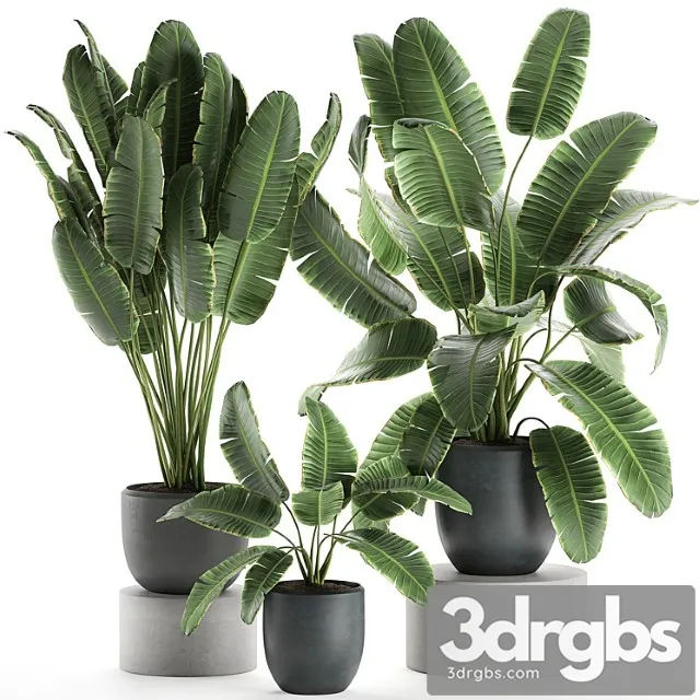 A collection of beautiful lush plants in black pots with strelitzia, banana palm, ravenala. set 587.