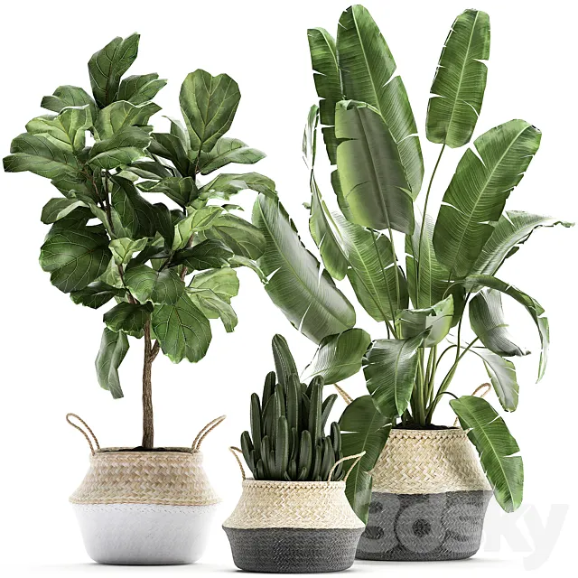 A collection of beautiful plants in black and white baskets with banana palm Strelitzia Ficus lirata cactus. Set 861. 3DS Max Model