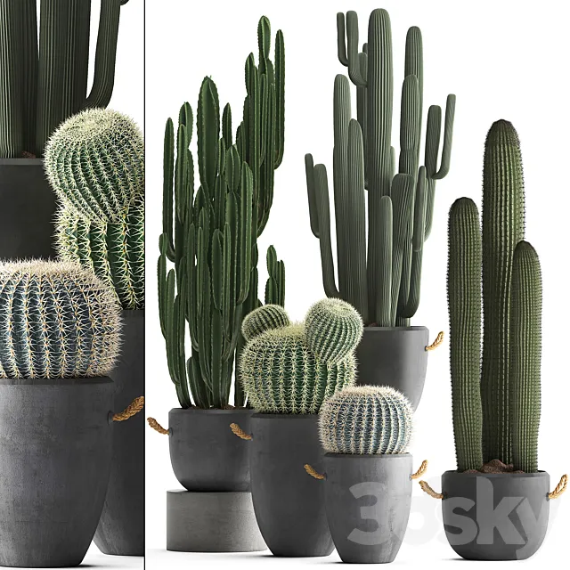 A collection of beautiful small cactus plants in modern concrete pots with Echinocactus. Cereus. Carnegie. Barrel cactus. Set 411. 3DSMax File