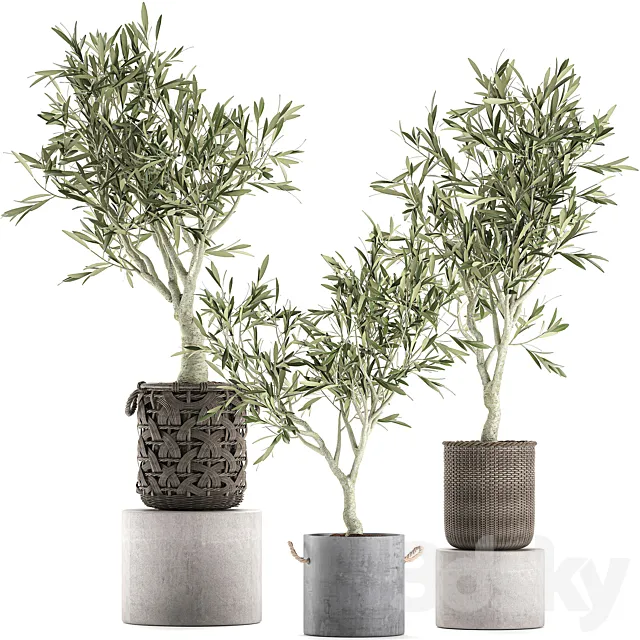 A collection of beautiful small decorative olive trees in wicker baskets. Set 643. 3ds Max