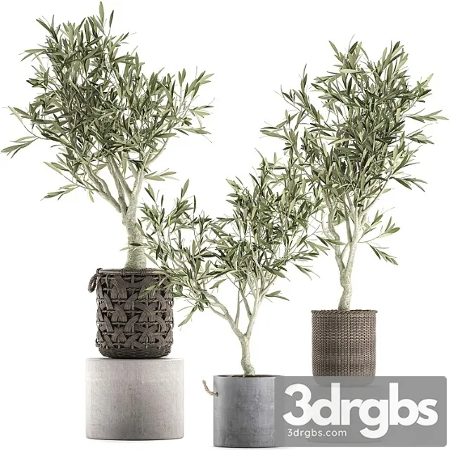 A collection of beautiful small decorative olive trees in wicker baskets. set 643.