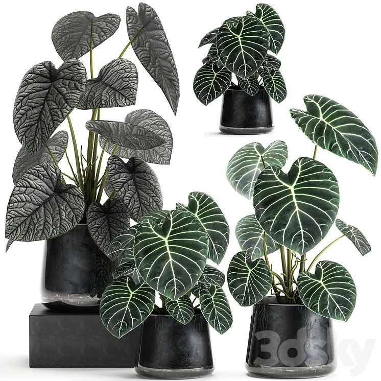 A collection of beautiful small exotic flowers in black metal pots Anthurium crystal. Set 885 3DS Max
