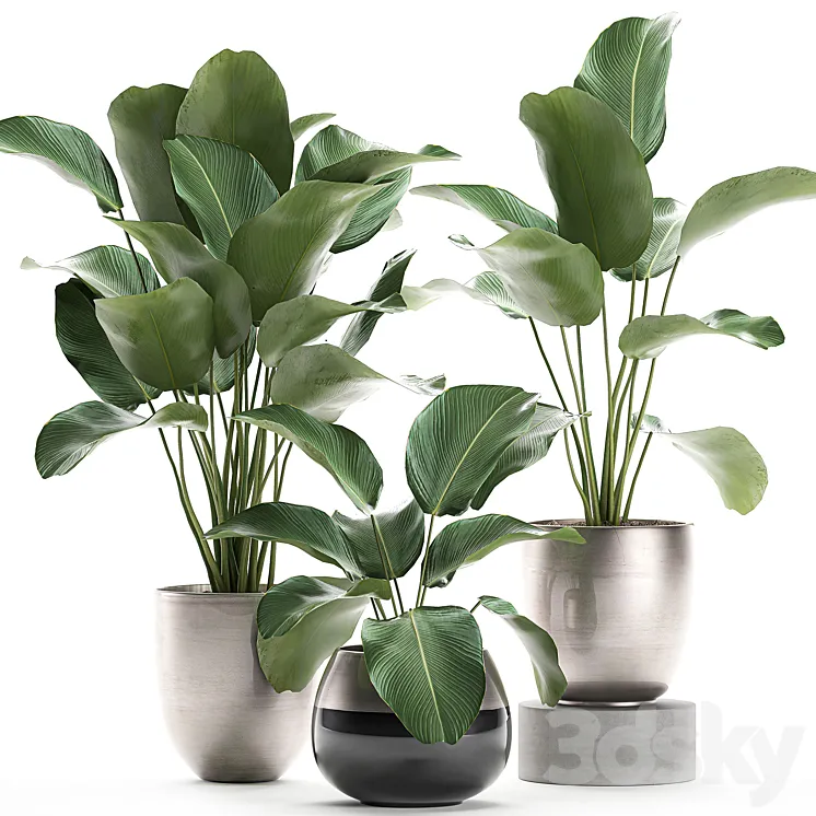 A collection of beautiful small exotic plants in a pot of Kalatea lutea. Set 683. 3DS Max