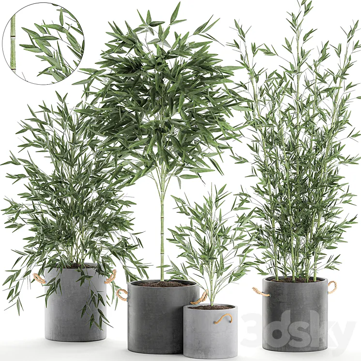 A collection of beautiful small lush bamboo bushes in concrete pots with bamboo handles. Set 596. 3DS Max