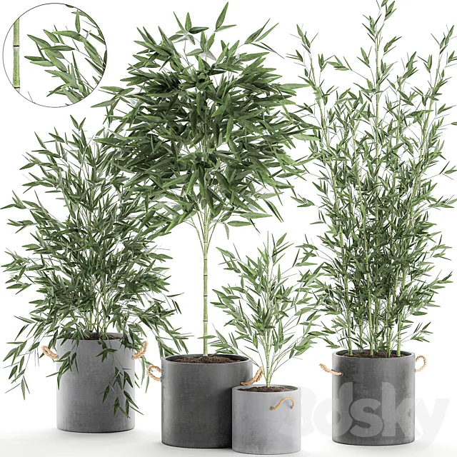 A collection of beautiful small lush bamboo bushes in concrete pots with bamboo handles. Set 596. 3DSMax File